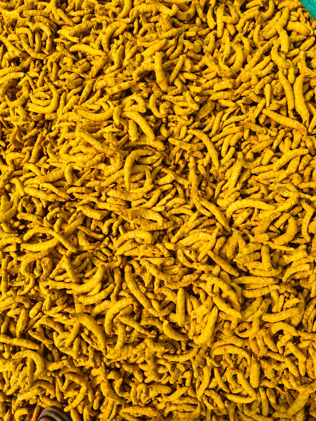 Waigaon organic turmeric finger